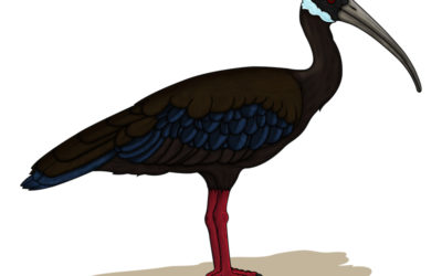 Ibis Karau, Burung Kritis di Lahan Basah