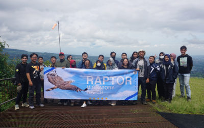 Migrasi Raptor: Tradisi Tahunan Sang Pengembara Udara