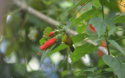 Burung di Tengah Perubahan Iklim