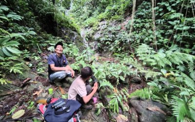 Bu’ Niu dan Kisah Penemuan Kembali Seriwang Sangihe