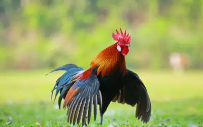 Asal Muasal Domestikasi Burung