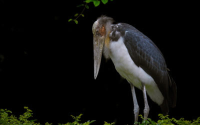 Pasang Surut Status Konservasi Burung