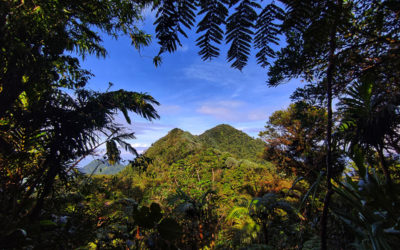 Pohon, Manusia, dan Kelahiran
