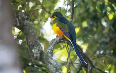 Burung Luntur, Spesies Khas Paparan Sunda