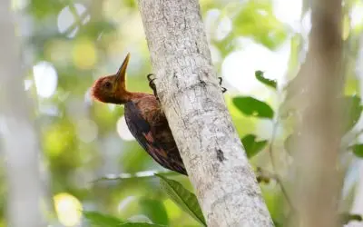 Kepala anti goncangan ala burung pelatuk