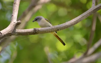 Pestisida: Menghalau Serangga, Mengancam Burung