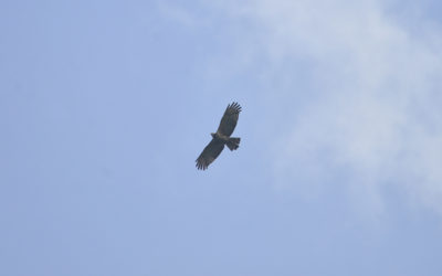 Migrasi Burung dan Ancaman Kebakaran Hutan