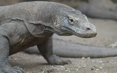 Pertaruhan Hidup Mati Burung Gosong dan Komodo