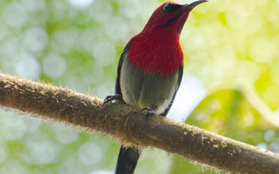 Burung-madu Jawa: Polinator penting Penghuni Habitat Penting di Pulau Jawa