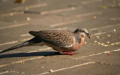 Menjaga Asa Burung Perkotaan