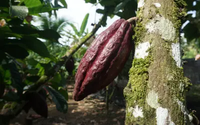 Berkebun Kakao di Lahan Miring? Kenapa Tidak!
