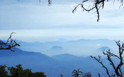 Pegunungan Jawa Kian Terkikis, Habitat Burung Kian Tergerus