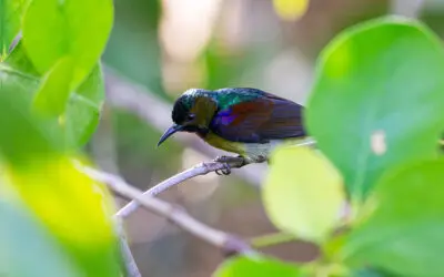 Dari Pantai Hingga Perbukitan: Jenis Burung di Pantai Trisik dan Desa Purwosari