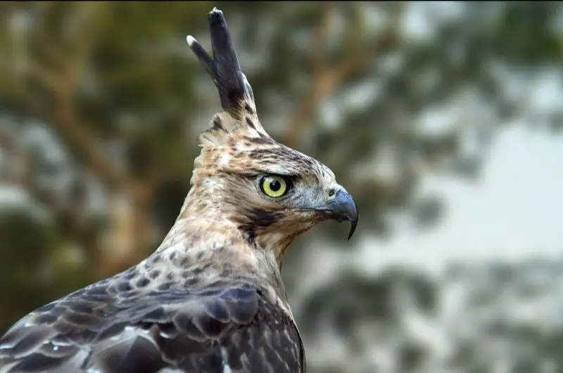 pelestari-konservasi-spesies-burung-halmahera-wallacea-birdlife-indonesia-burung-1-1