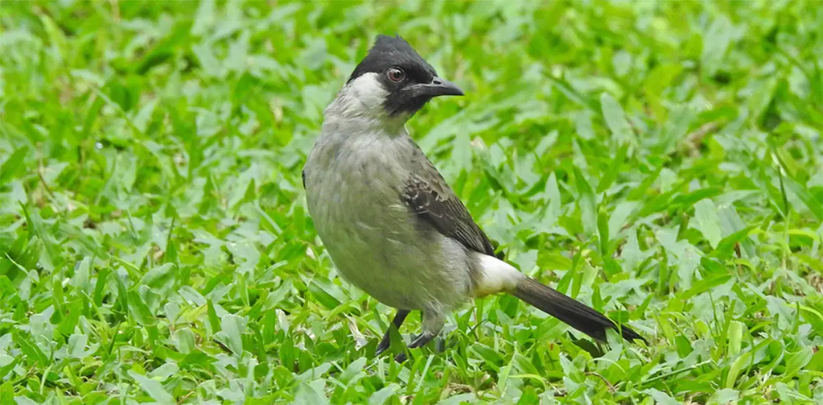 pelestari-konservasi-spesies-burung-halmahera-wallacea-birdlife-indonesia-burung-cucak-kutilang
