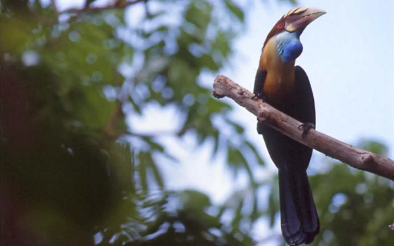 pelestari-konservasi-spesies-burung-halmahera-wallacea-birdlife-indonesia-burung-julang-sumba-roland-seitre-_-dok-burung-indonesia