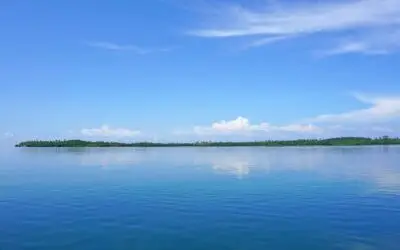 Volume Air Laut Meningkat, Bagaimana Burung Bisa Terdampak?