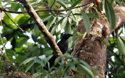 Penguburan Pertama di Dunia, Teladan dari Burung Gagak dalam Kisah Nabi Adam a.s.