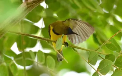 Hutan dan Burung Kicau, Kesatuan yang tak Bisa Dipisahkan