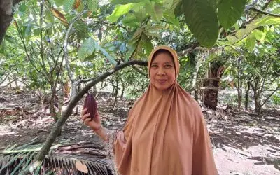 Usia Senja Tak Mematahkan Semangat Para Petani Puan Kakao di Pohuwato