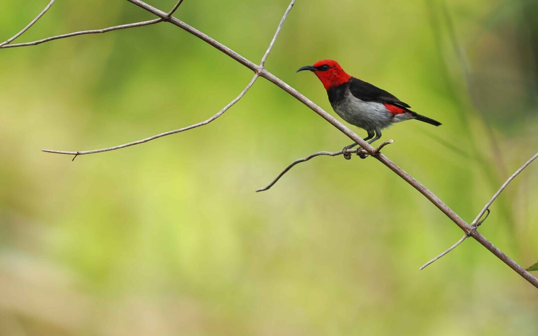 Ilmuwan Ungkap Tiga Spesies Baru Burung Kicau dari Kepulauan Indonesia