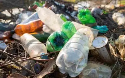 Kelangsungan Hidup Burung di Ambang Polusi Plastik: dari Penyakit Serupa Alzheimer hingga Kerusakan Paru-paru