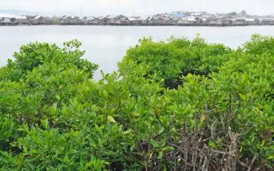 Mengapa Burung Migran Butuh Mangrove untuk Bertahan Hidup?