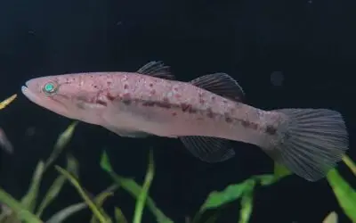 Menyelami Ikan dan Udang Air Tawar Kepulauan Sangihe