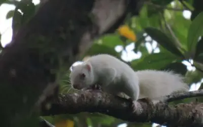 Kenalan dengan Si Putih dari Gunung Sahendaruman, Bajing Kelapa Sangihe