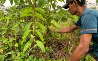 Kembalinya Kawasan Hijau di Sungai Telang