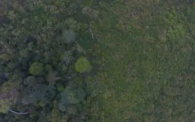 Cerita dari Hutan Harapan: Ketika Teknologi Mengatasi Deforestasi