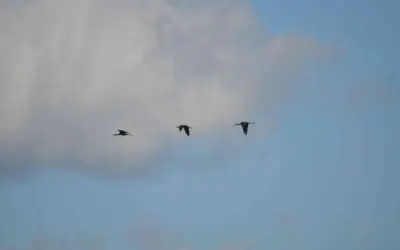 Menyapa Burung Migran melalui Weekend Birding