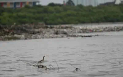 Ketika Gundukan Sampah Menjadi Sumber Pangan bagi Burung Air