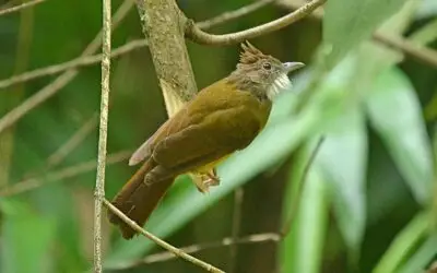 Menjaga Kicauan yang tak Lagi Diburu
