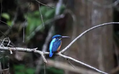 Menjaga Hutan dan Air, Melestarikan Burung