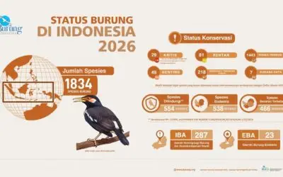 Infografis Status Burung di Indonesia 2026