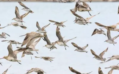Hari Migrasi Burung Sedunia: Mengapa Melindungi Burung Migran Penting bagi Kita?